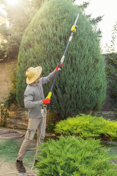 Best Commercial Tree Services  in Westwood, PA